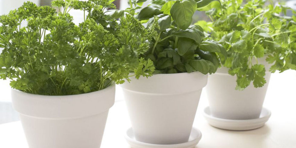 Upcycle Plain Plant Pots Into Trendy Herb Upcycle Plain Plant Pots Into Trendy Herb