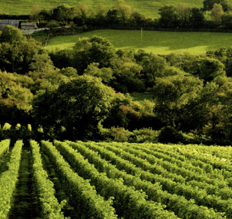 Best English Wine Tours Best BritishVineyards To Visit