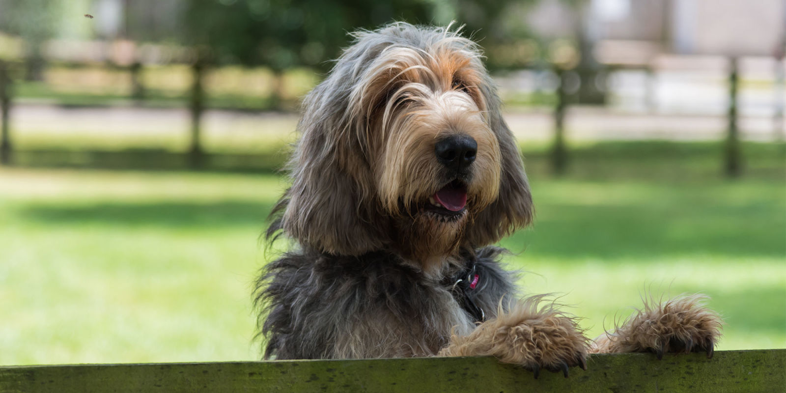 These Are The British Dog Breeds Most At Risk Of Going Extinct